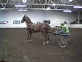 Corporate Benevolence - American Saddlebred gelding