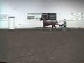 Corporate Benevolence - American Saddlebred gelding