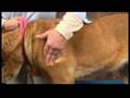 Dog Acupressure for Shoulder Arthritis : Dog Massage for Shoulder Arthritis: Shoulder Muscle Massage