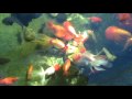 videos de Fancy Goldfish eating broccoli in the pond