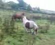 Gelding pretending to be stallion