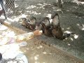 Feeding time for the otters 2