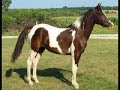Breed of the Week- Pintabian