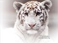 Big Cats ~ TLK
