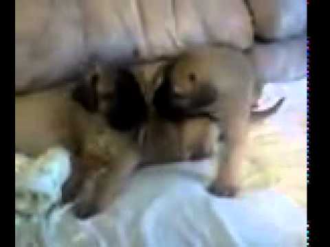 Bubba playing with his brother fat boy