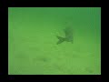 Brasem-Ruinerwold