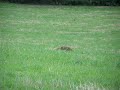 Amazing observation, hunting fox leaving hares alone 2