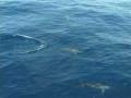 videos de Dolphins