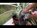 Pineapple 101: Tops, Suckers, Slips