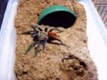 Brachypelma sp. Feeding Brachypelma sp. Feeding