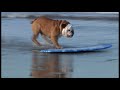 Tillman the Skateboarding Bulldog SKIMBOARDING!