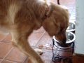 Thirsty Golden Retriever