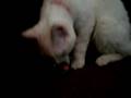 awesome kitty video