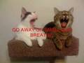 Re: MEAN KITTIES!