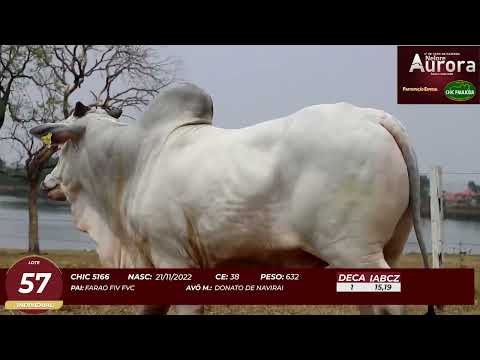 4� De Olho na Fazenda - NELORE AURORA participa��o Chico Paulic�ia