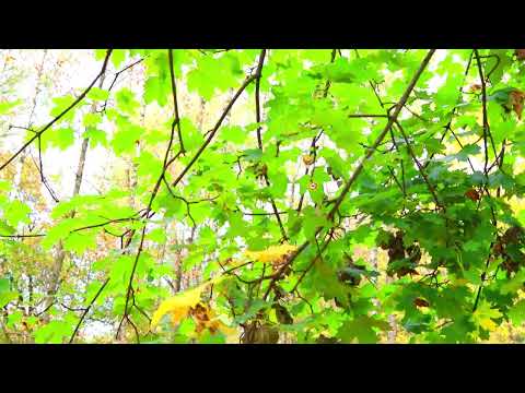 Барановичи день за днем. 12.10.26