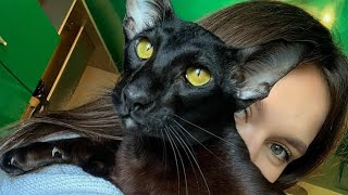 Oriental Shorthair Cat Martin Loves Owner So Much