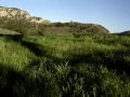 Santa Clarita Las Lomas Development vs. The Old Oak Tree Santa Clarita Las Lomas Development vs. The Old Oak Tree