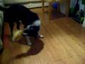 Woody border collie and Splash lab x collie playing in water