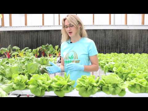 how to harvest bibb lettuce