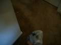 videos de Rascel freaking out