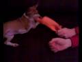 Basenji video