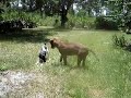 Jubal Rat Terrier Terrorizes a Pit Bull Jubal Rat Terrier Terrorizes a Pit Bull