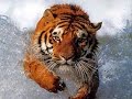 Thailand Tiger Temple Bangkok