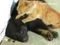RUBIA CALENTONA MASAJEA A NEGRO