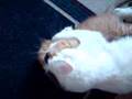 Wrestling cats