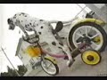 funny cats its very funny