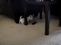 Milo vs The Remote
