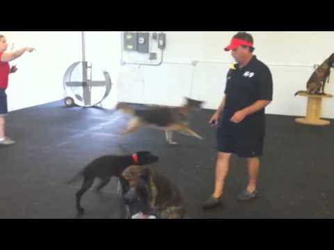 Puppy Labrador Retriever Learns Heel And Whistle.
