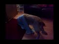 Dog walks into wall.. Dog walks into wall..