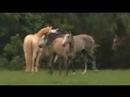 Lusitano Cremello Colt - Zurito Lusitano Cremello Colt - Zurito