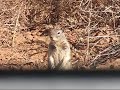 Rodent.wmv