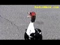 Ninja Ducks? Ask A Ninja!