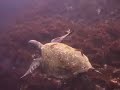Underwater Galapagos
