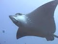 Underwater Galapagos