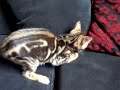 Bengal kitten and cat playing Bengal kitten and cat playing