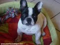 Bulldogs Fran�ais