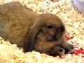 Baby Bunny Rabbits in Pet Store
