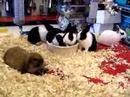 Baby-Bunny-Rabbits-i
