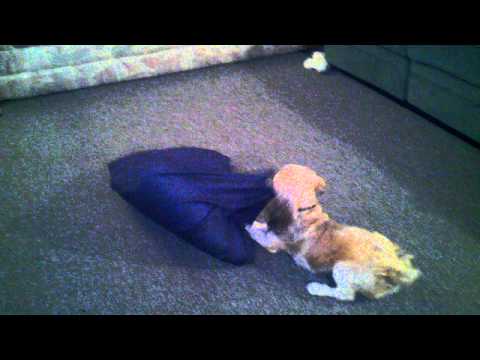 pixie pillow