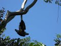 spider monkeys unhinged in Mexico spider monkeys unhinged in Mexico