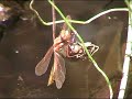Dragonfly Metamorphosis