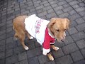 Santa Scout (The Gambling Dog)
