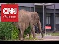 Ελέφαντας βολτάρει καθημερινά στους δρόμους