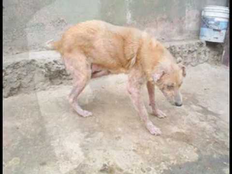 United Hope 4 Animals