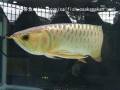 アロワナ部門 過背金龍(未入賞魚)@第4回 生き物大好き LOVE FISHフェア